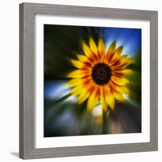 Sunflower by the Road-Ursula Abresch-Framed Photographic Print