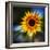 Sunflower by the Road-Ursula Abresch-Framed Photographic Print