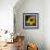 Sunflower by the Road-Ursula Abresch-Framed Photographic Print displayed on a wall