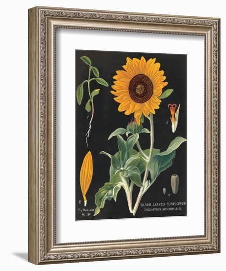 Sunflower Chart-Sue Schlabach-Framed Art Print