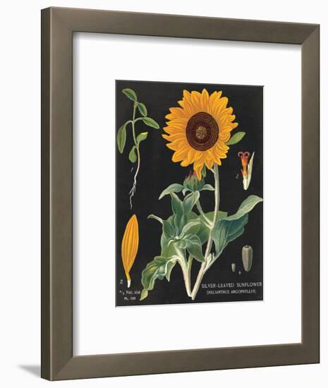 Sunflower Chart-Sue Schlabach-Framed Art Print