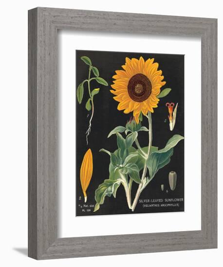 Sunflower Chart-Sue Schlabach-Framed Art Print