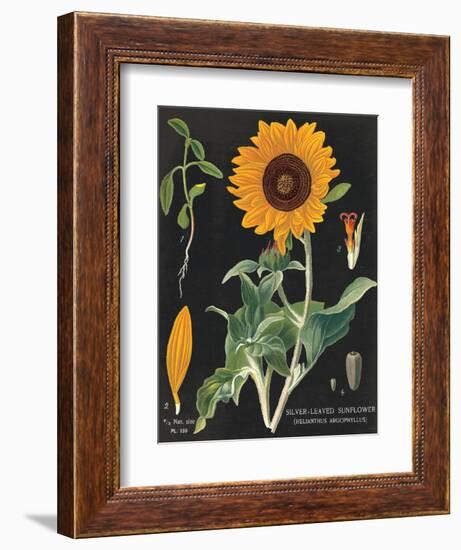 Sunflower Chart-Sue Schlabach-Framed Art Print