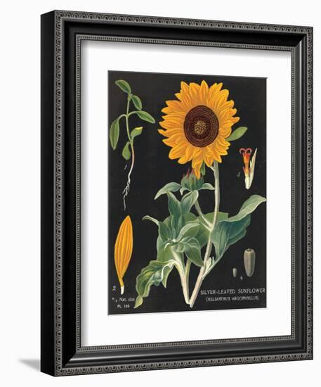 Sunflower Chart-Sue Schlabach-Framed Art Print