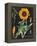 Sunflower Chart-Sue Schlabach-Framed Stretched Canvas