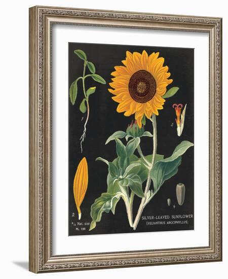 Sunflower Chart-Sue Schlabach-Framed Art Print