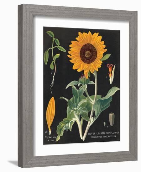 Sunflower Chart-Sue Schlabach-Framed Art Print