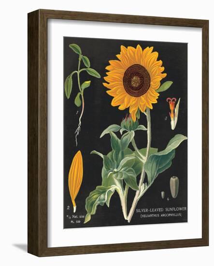 Sunflower Chart-Sue Schlabach-Framed Art Print