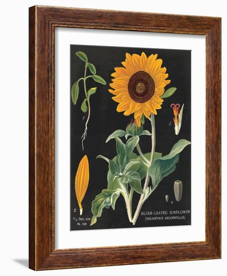 Sunflower Chart-Sue Schlabach-Framed Art Print