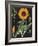 Sunflower Chart-Sue Schlabach-Framed Art Print