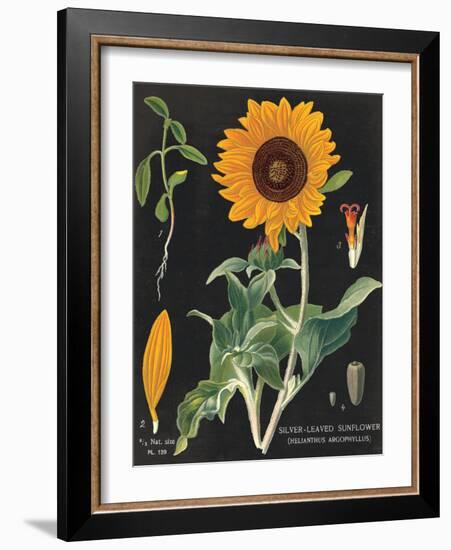 Sunflower Chart-Sue Schlabach-Framed Art Print