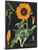 Sunflower Chart-Sue Schlabach-Mounted Art Print