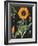 Sunflower Chart-Sue Schlabach-Framed Art Print