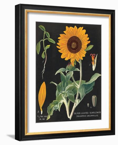 Sunflower Chart-Sue Schlabach-Framed Art Print