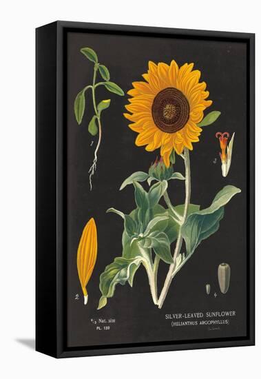 Sunflower Chart-Sue Schlabach-Framed Stretched Canvas