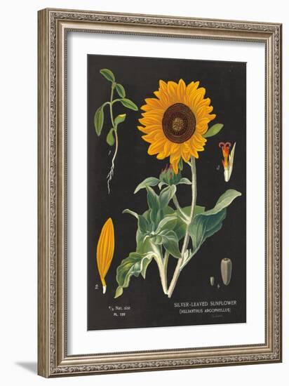 Sunflower Chart-Sue Schlabach-Framed Art Print