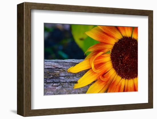 Sunflower Close Up, 2016-null-Framed Photographic Print