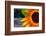 Sunflower Close Up, 2016-null-Framed Photographic Print