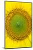 Sunflower close-up, Castilla y Leon, Spain-Juan Carlos Munoz-Mounted Photographic Print