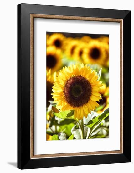 Sunflower Close Up in a Field of Sunflowers-George Oze-Framed Photographic Print