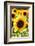 Sunflower Close Up in a Field of Sunflowers-George Oze-Framed Photographic Print