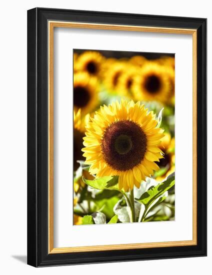 Sunflower Close Up in a Field of Sunflowers-George Oze-Framed Photographic Print