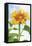 Sunflower, Community Garden, Moses Lake, Wa, USA-Stuart Westmorland-Framed Premier Image Canvas