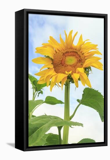 Sunflower, Community Garden, Moses Lake, Wa, USA-Stuart Westmorland-Framed Premier Image Canvas