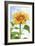 Sunflower, Community Garden, Moses Lake, Wa, USA-Stuart Westmorland-Framed Premium Photographic Print