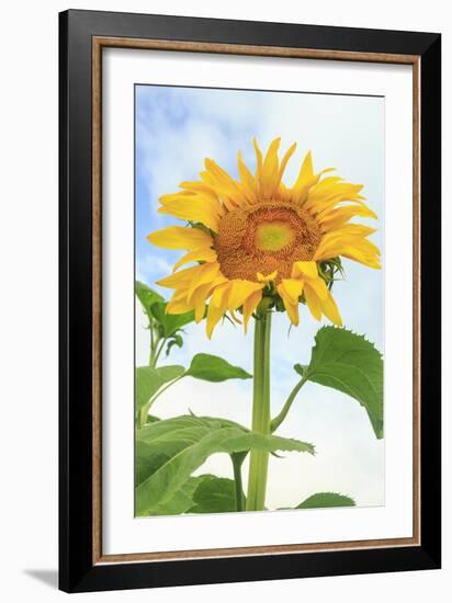 Sunflower, Community Garden, Moses Lake, Wa, USA-Stuart Westmorland-Framed Premium Photographic Print