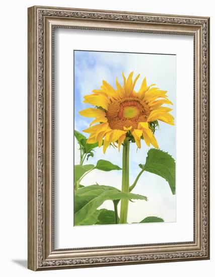 Sunflower, Community Garden, Moses Lake, Wa, USA-Stuart Westmorland-Framed Photographic Print