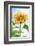 Sunflower, Community Garden, Moses Lake, Wa, USA-Stuart Westmorland-Framed Photographic Print