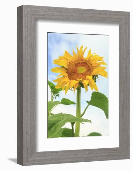 Sunflower, Community Garden, Moses Lake, Wa, USA-Stuart Westmorland-Framed Photographic Print
