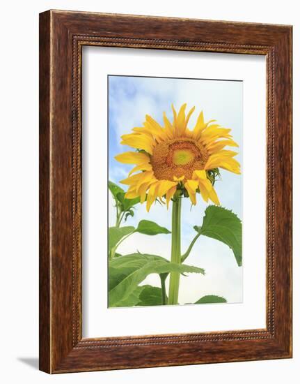 Sunflower, Community Garden, Moses Lake, Wa, USA-Stuart Westmorland-Framed Photographic Print