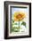 Sunflower, Community Garden, Moses Lake, Wa, USA-Stuart Westmorland-Framed Photographic Print