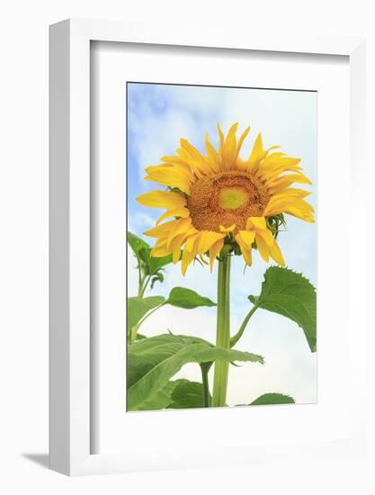 Sunflower, Community Garden, Moses Lake, Wa, USA-Stuart Westmorland-Framed Photographic Print