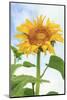 Sunflower, Community Garden, Moses Lake, Wa, USA-Stuart Westmorland-Mounted Photographic Print