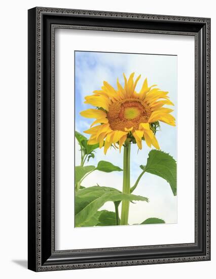 Sunflower, Community Garden, Moses Lake, Wa, USA-Stuart Westmorland-Framed Photographic Print