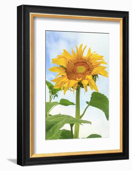 Sunflower, Community Garden, Moses Lake, Wa, USA-Stuart Westmorland-Framed Photographic Print