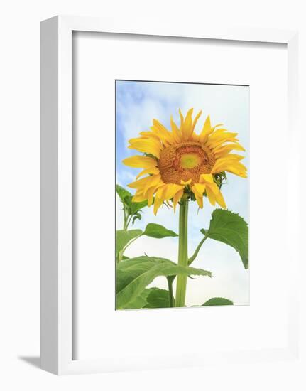 Sunflower, Community Garden, Moses Lake, Wa, USA-Stuart Westmorland-Framed Photographic Print