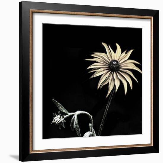 Sunflower Copy-Lori Hutchison-Framed Photographic Print