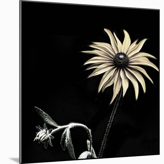 Sunflower Copy-Lori Hutchison-Mounted Photographic Print