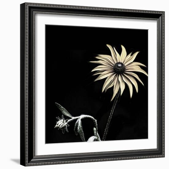 Sunflower Copy-Lori Hutchison-Framed Photographic Print