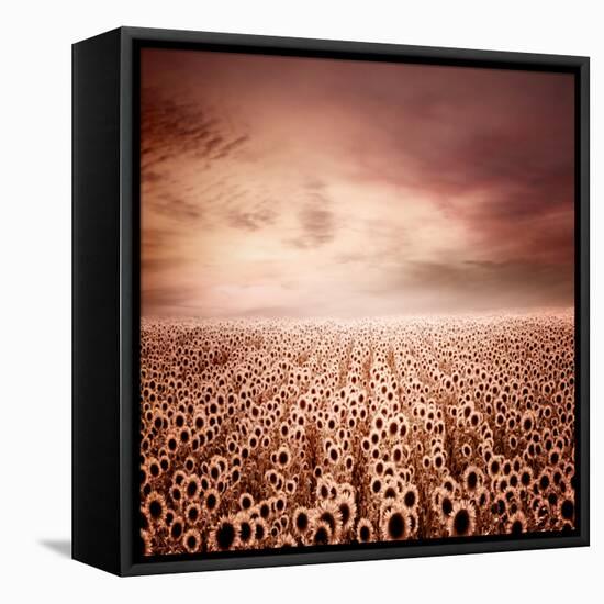 Sunflower Dawn-Luis Beltran-Framed Premier Image Canvas
