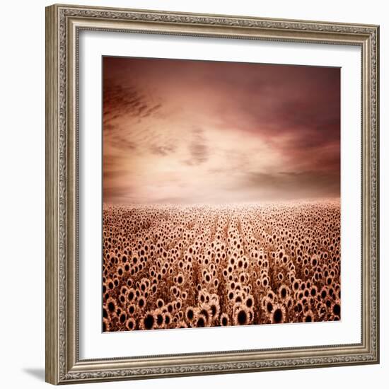 Sunflower Dawn-Luis Beltran-Framed Photographic Print