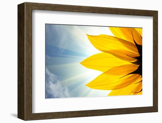 Sunflower Detail Isolated on White Background-logoboom-Framed Photographic Print