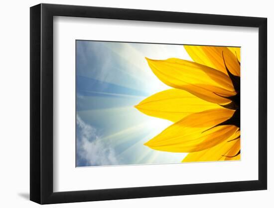 Sunflower Detail Isolated on White Background-logoboom-Framed Photographic Print