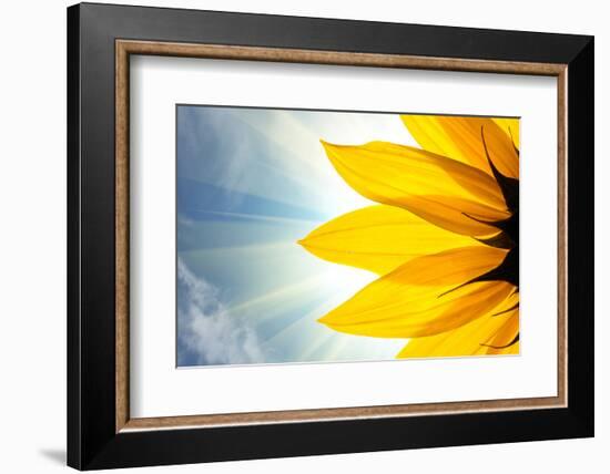 Sunflower Detail Isolated on White Background-logoboom-Framed Photographic Print