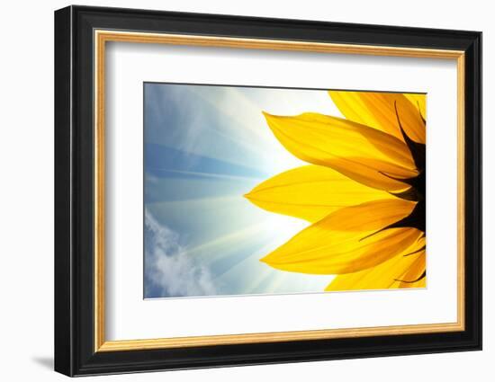 Sunflower Detail Isolated on White Background-logoboom-Framed Photographic Print
