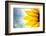 Sunflower Detail Isolated on White Background-logoboom-Framed Photographic Print